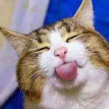 cat images for dp